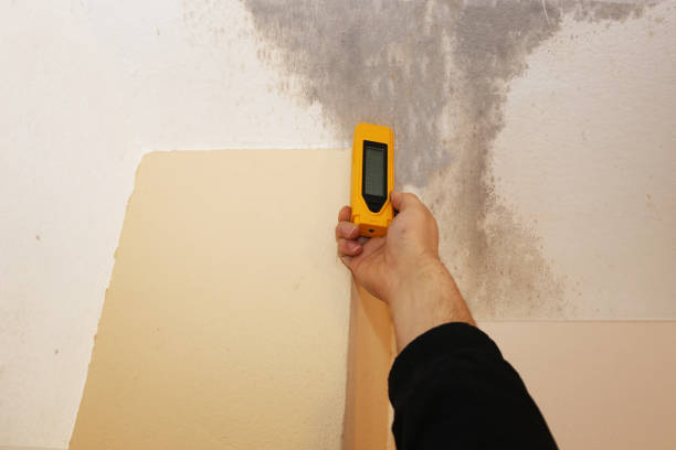 Best Basement Mold Removal  in Star Valley, AZ