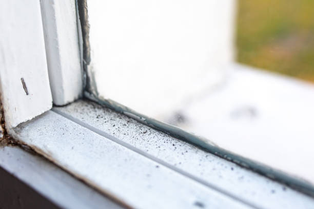 Best Asbestos and Lead Testing During Mold Inspection  in Star Valley, AZ