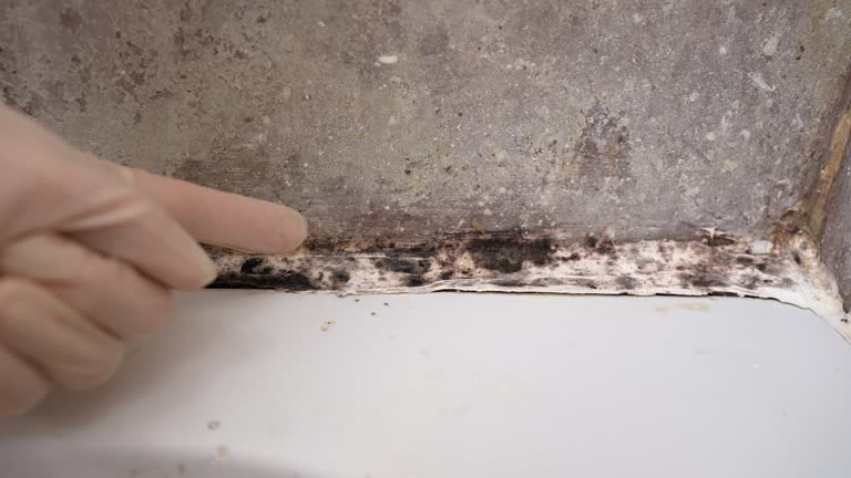 Best Mold Removal for HVAC Installations  in Star Valley, AZ